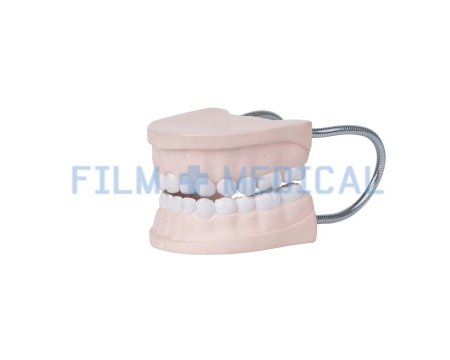 Mouth Model 